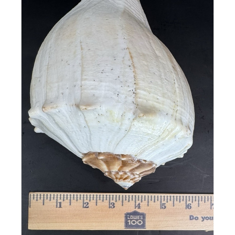 Large 12" Natural Lightning Whelk Shell Coastal Beach Nautical Ocean Decor Left - Picture 14 of 16